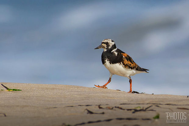 Ruddy Turnstone