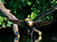 Cormorant