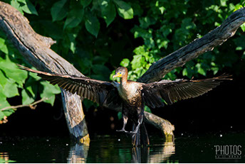 Cormorant