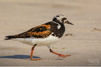 Ruddy Turnstone