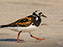 Ruddy Turnstone