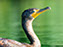 Cormorant