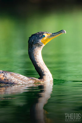 Cormorant