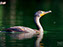 Cormorant