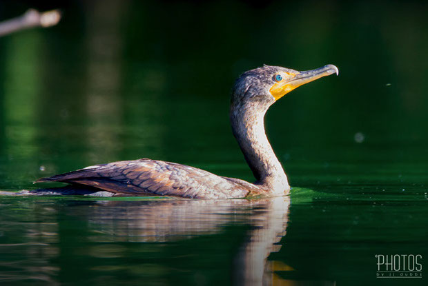 Cormorant