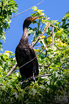 Cormorant