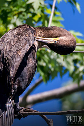 Cormorant