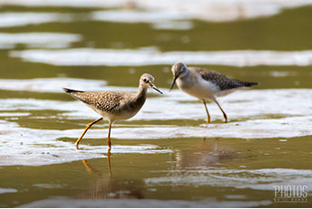 Greater Yellowlegs