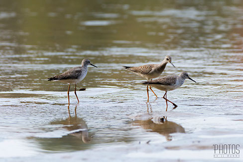 Greater Yellowlegs