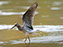 Greater Yellowlegs
