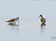 Greater Yellowlegs