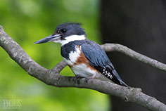 Belted Kingfisher