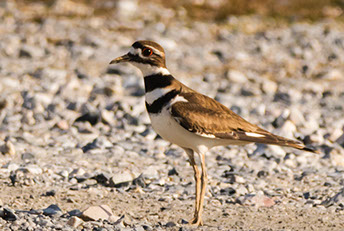 Killdeer