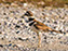 Killdeer
