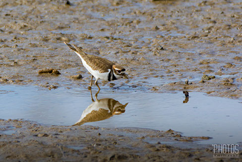 Killdeer