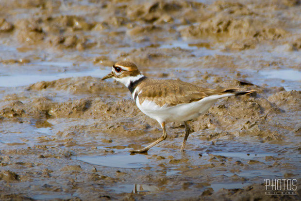 Killdeer