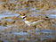 Killdeer