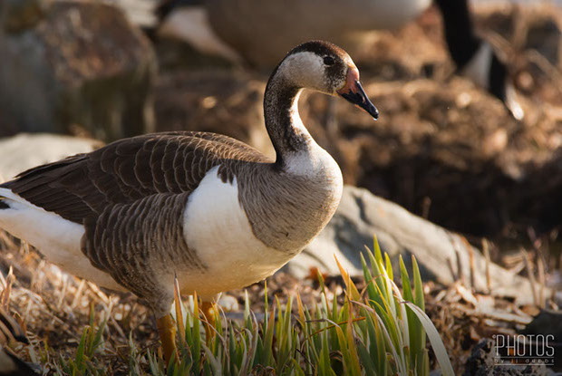 Canada-Graylag Goose Hybrid