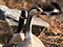 Canada-Graylag Goose Hybrid