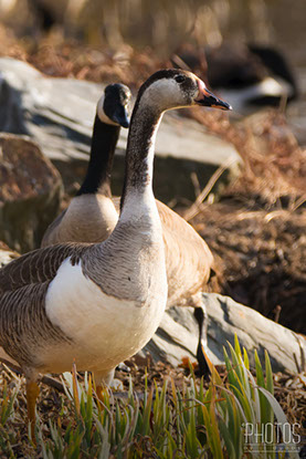 Canada-Graylag Goose Hybrid