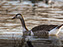 Canada-Graylag Goose Hybrid