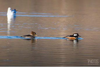 Hooded Merganser