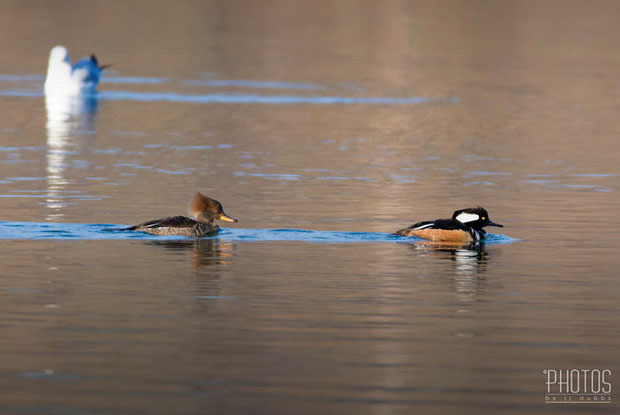 Hooded Merganser