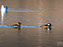 Hooded Merganser