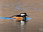 Hooded Merganser