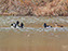 Ring-Neck Ducks
