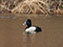 Ring-Neck Ducks