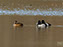 Ring-Neck Ducks