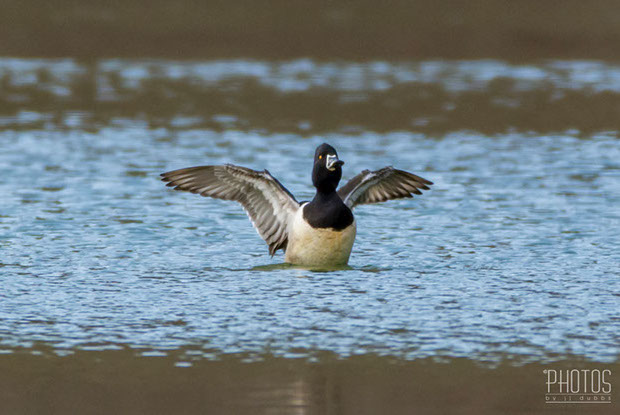 Ring-Neck Ducks