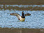 Ring-Neck Ducks