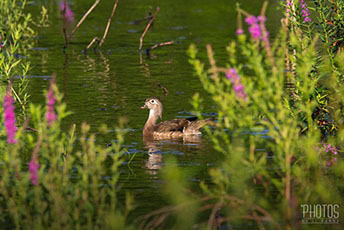 Wood Duck