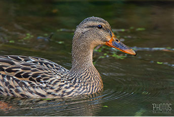 Mallard
