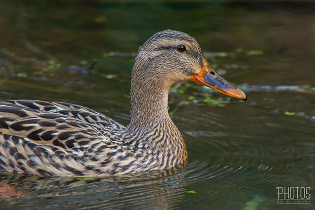 Mallard