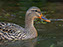 Mallard