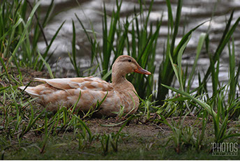 Mallard