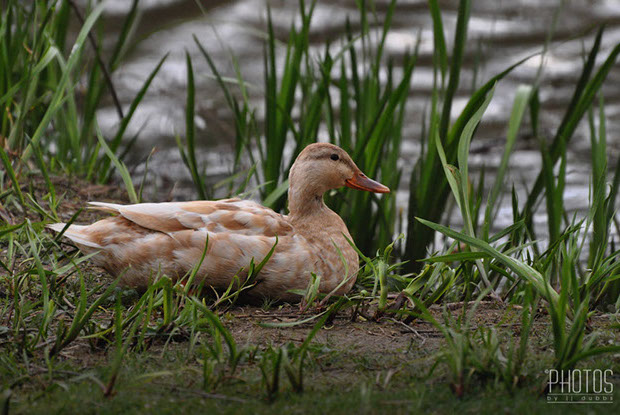 Mallard