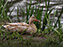 Mallard