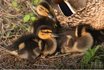Mallard