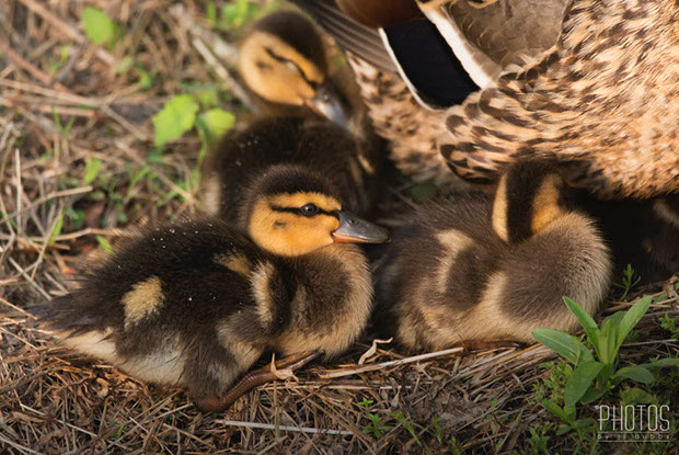 Mallard