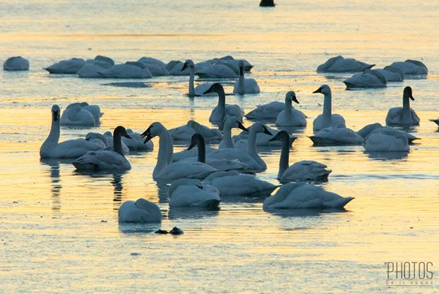 Tundra Swan