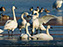 Tundra Swan