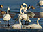 Tundra Swan