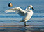Tundra Swan