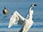 Tundra Swan