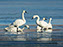 Tundra Swan