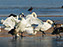 Tundra Swan